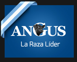 ucaecono_angus